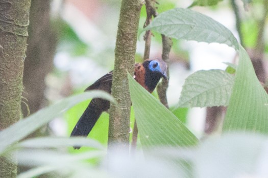 Ocellated Antbird at Reserva Tesoro Escondido